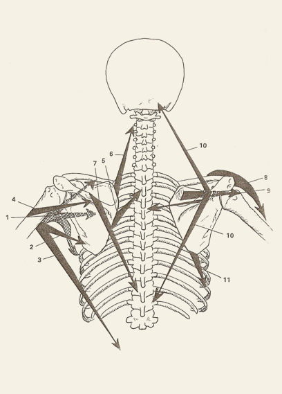 Image d'un squelette - partie supérieure
